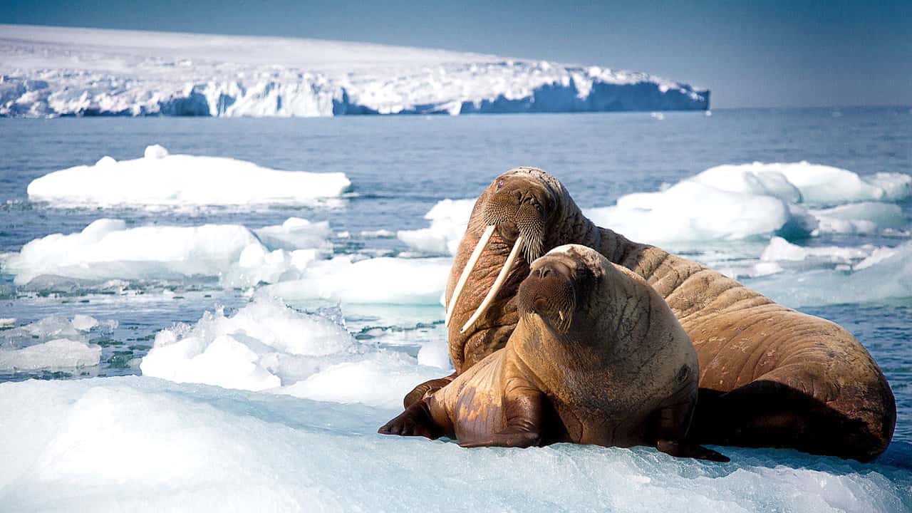 Blue Planet II 1. Sezon 1. Bölüm kapak