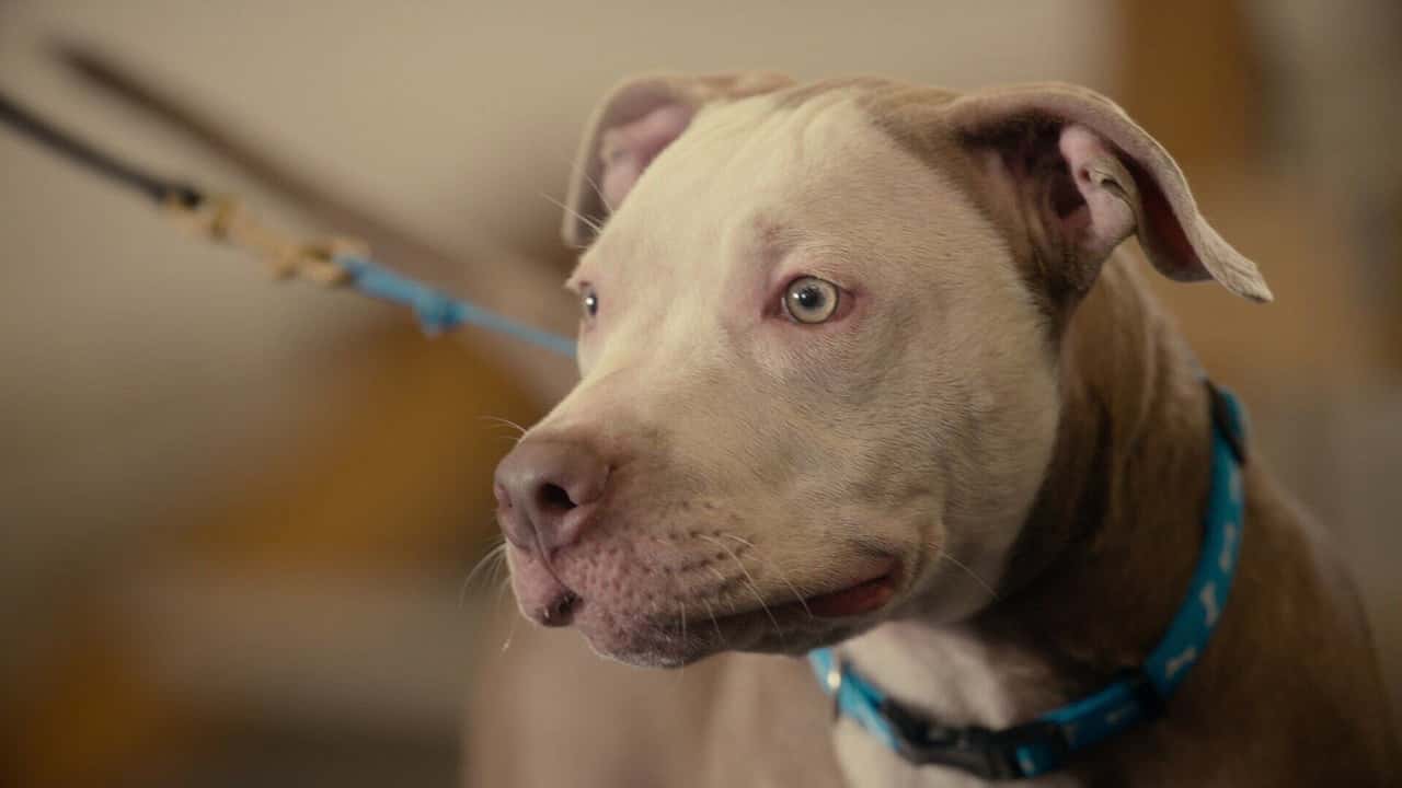 Canine Intervention 1. Sezon 5. Bölüm kapak