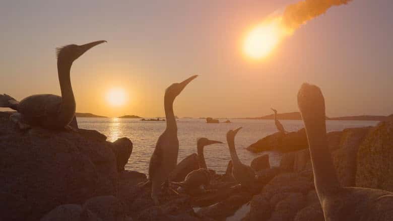 Dinozorlar 1. Sezon 4. Bölüm kapak