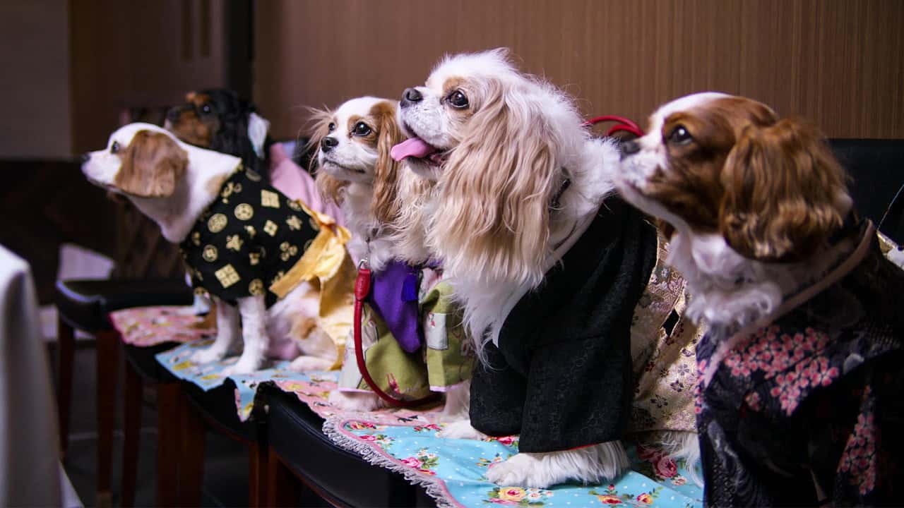 Köpekler 1. Sezon 4. Bölüm kapak