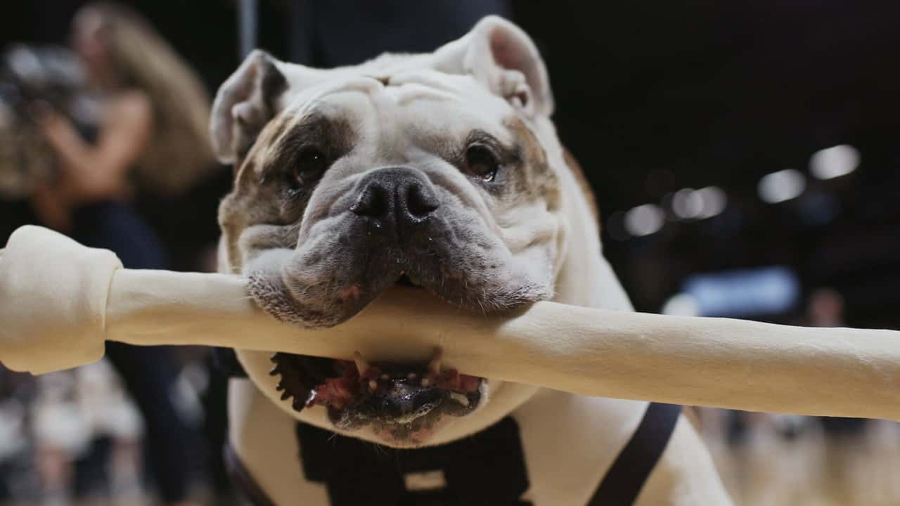 Köpekler 2. Sezon 1. Bölüm kapak