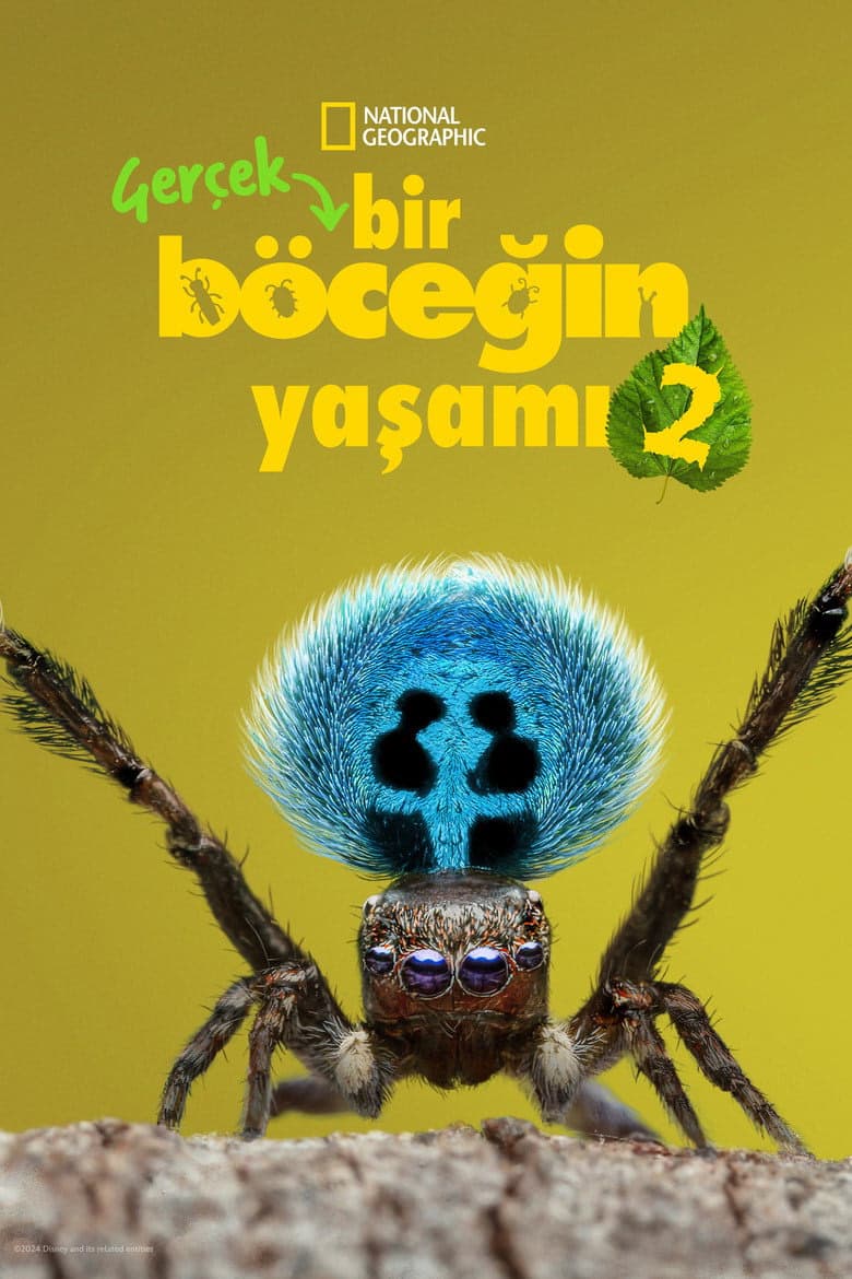 Gerçek Bir Böceğin Yaşamı 2. Sezon Posteri