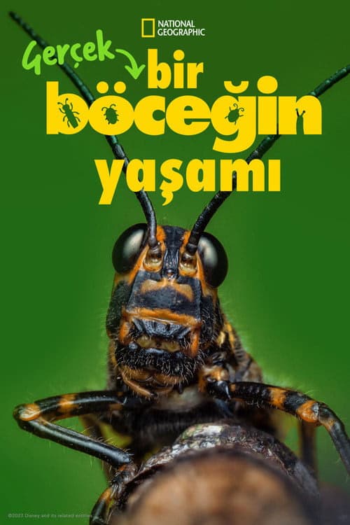 Gerçek Bir Böceğin Yaşamı izle