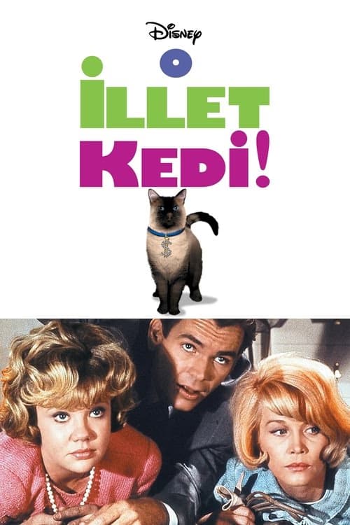 O İllet Kedi izle