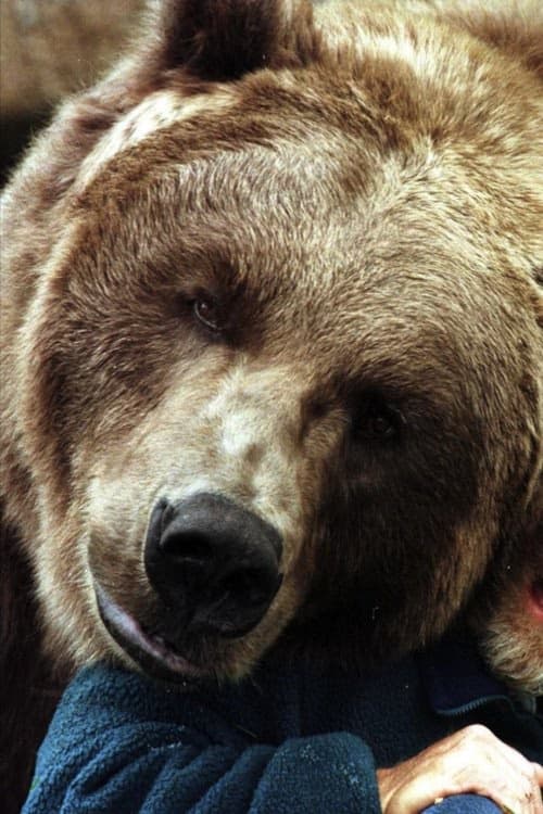 Bart the Bear II filmleri