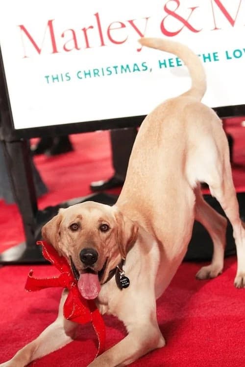 Clyde the Dog filmleri