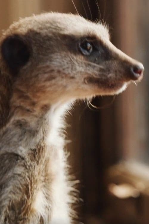 Elvis the Meerkat filmleri