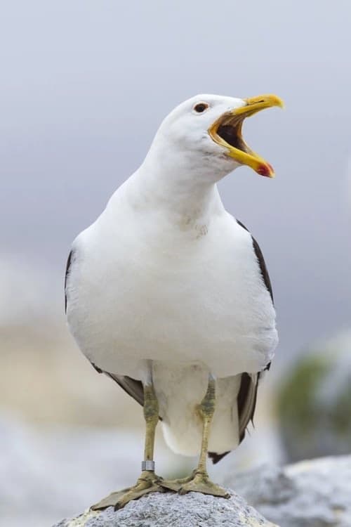 Sully Seagull filmleri