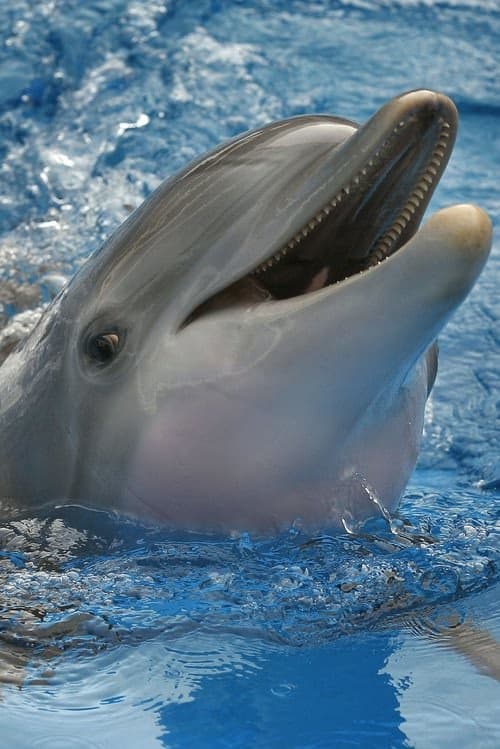 Winter The Dolphin filmleri