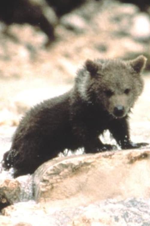 Youk the Bear filmleri