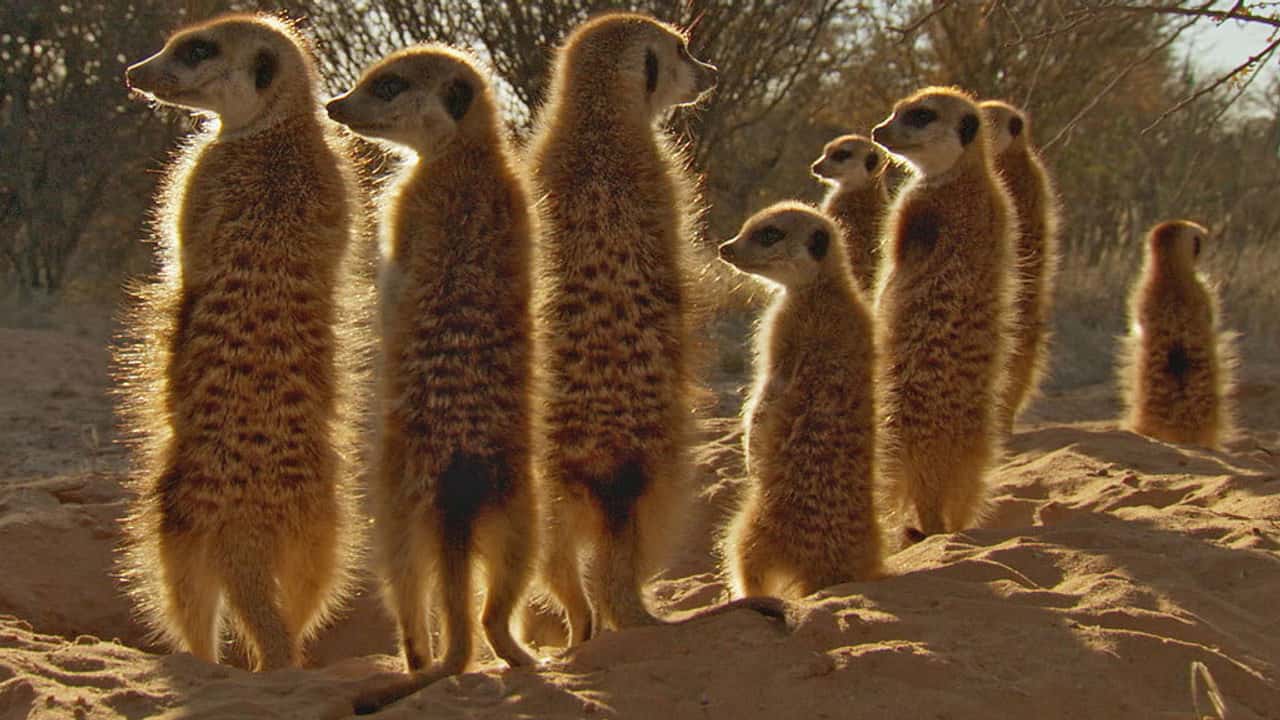 Afrika 1. Sezon 1. Bölüm kapak