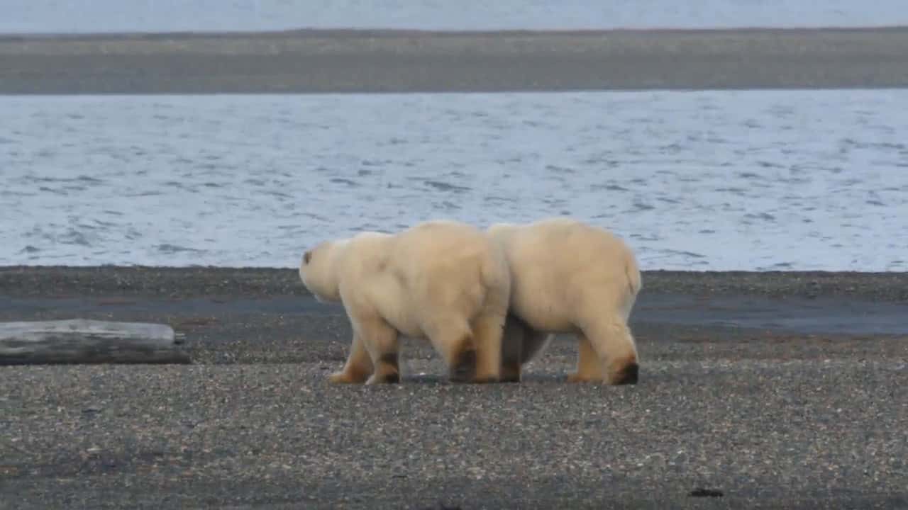 Alaska'nın Bozayıları 1. Sezon 2. Bölüm kapak