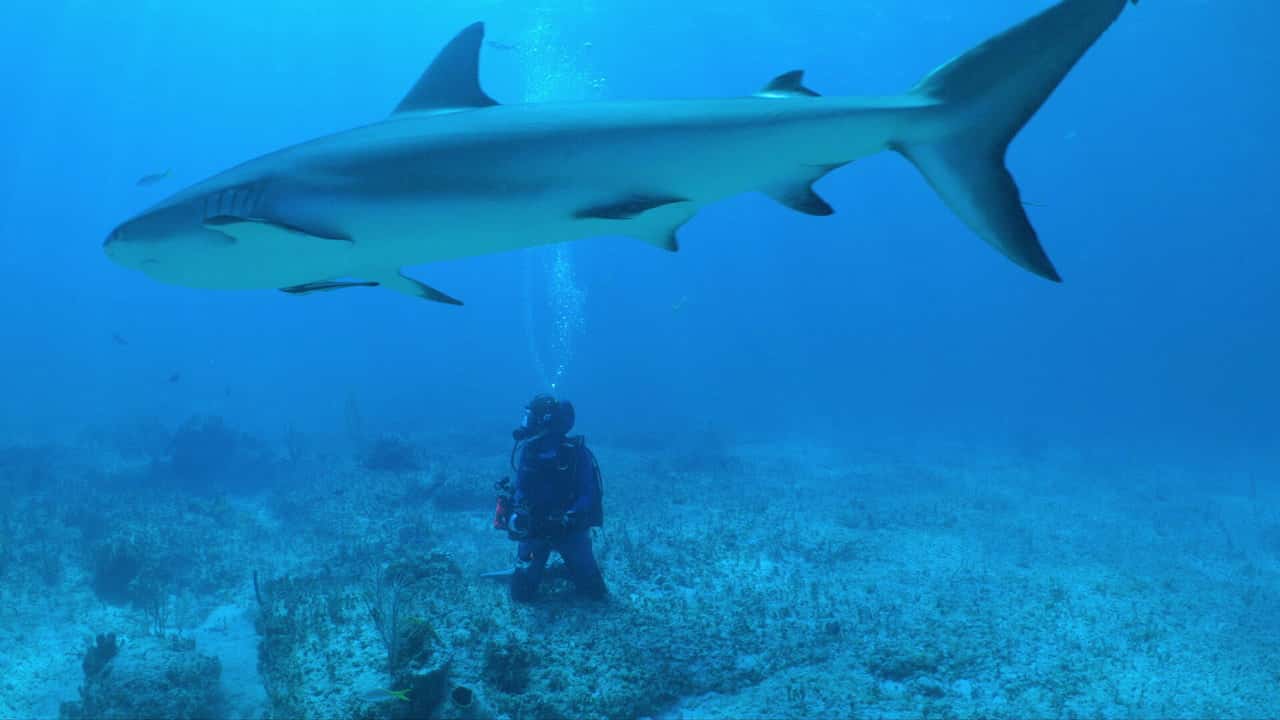 All the Sharks 1. Sezon 5. Bölüm kapak