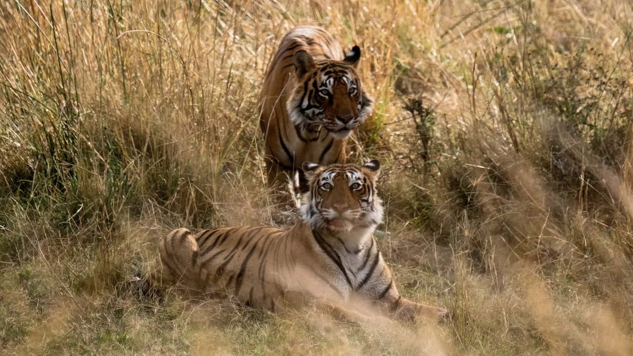 Big Beasts 1. Sezon 9. Bölüm kapak