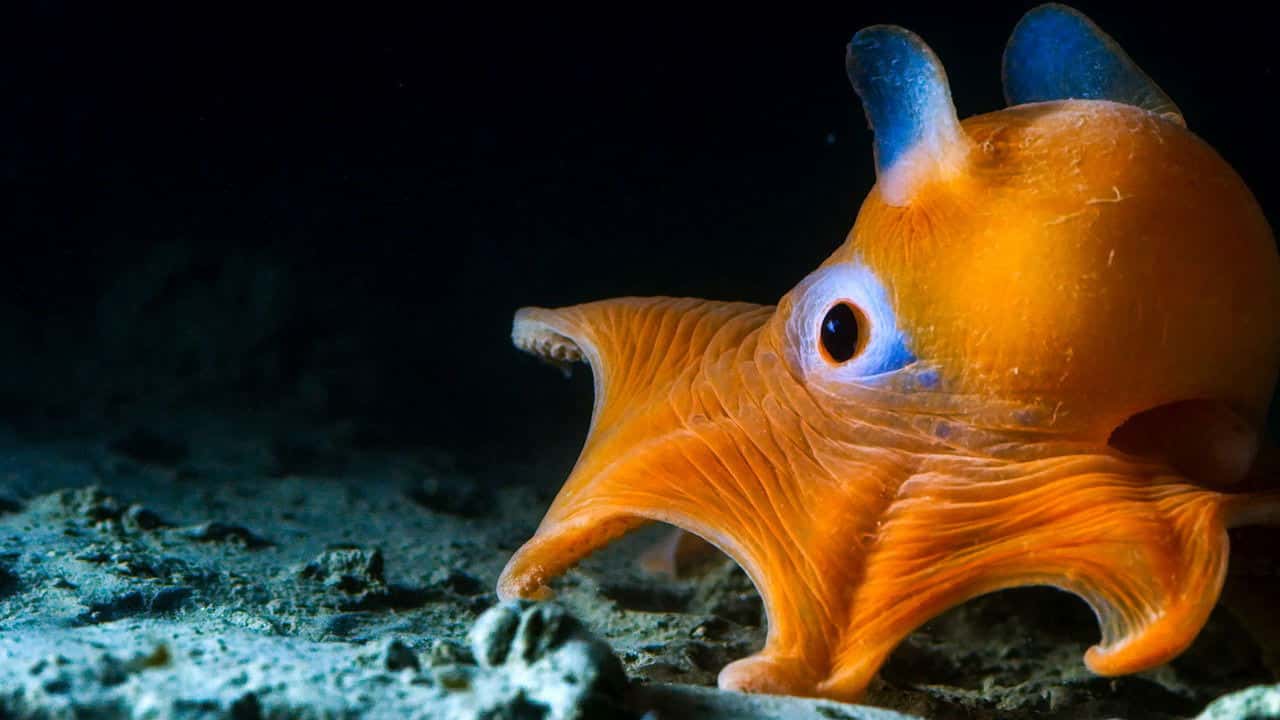 Blue Planet II 1. Sezon 2. Bölüm kapak