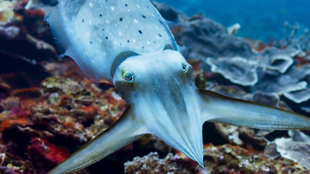 Blue Planet II 1. Sezon 3. Bölüm kapak