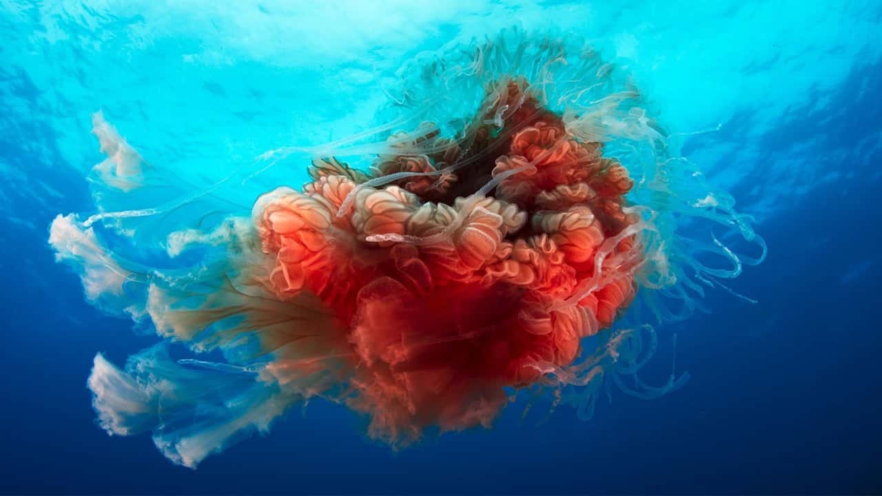 Blue Planet II 1. Sezon 4. Bölüm kapak