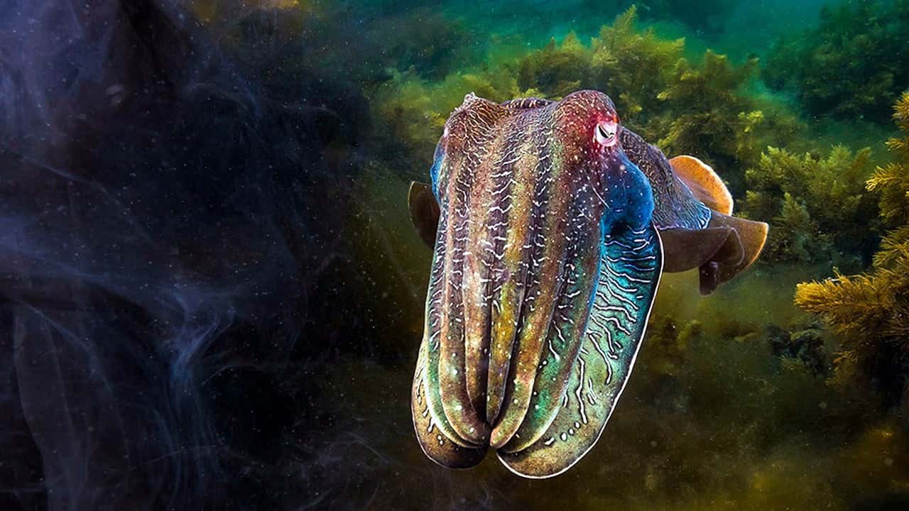 Blue Planet II 1. Sezon 5. Bölüm kapak