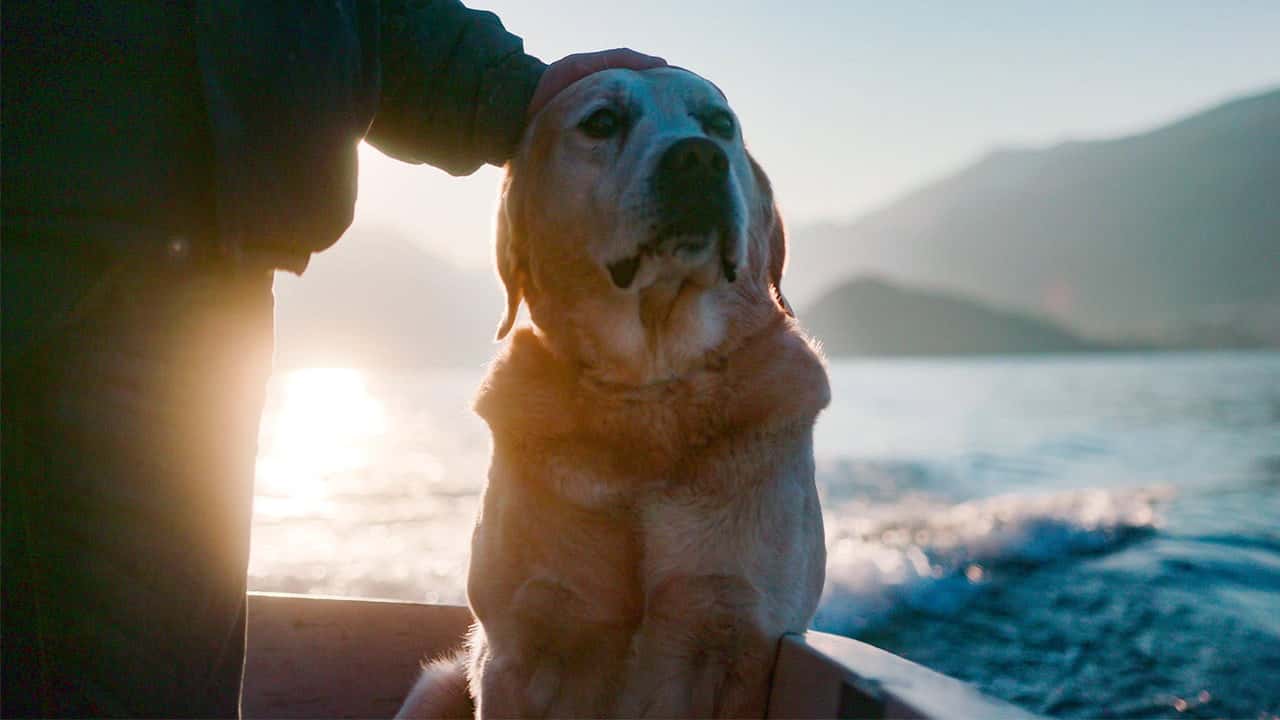 Köpekler 1. Sezon 3. Bölüm kapak