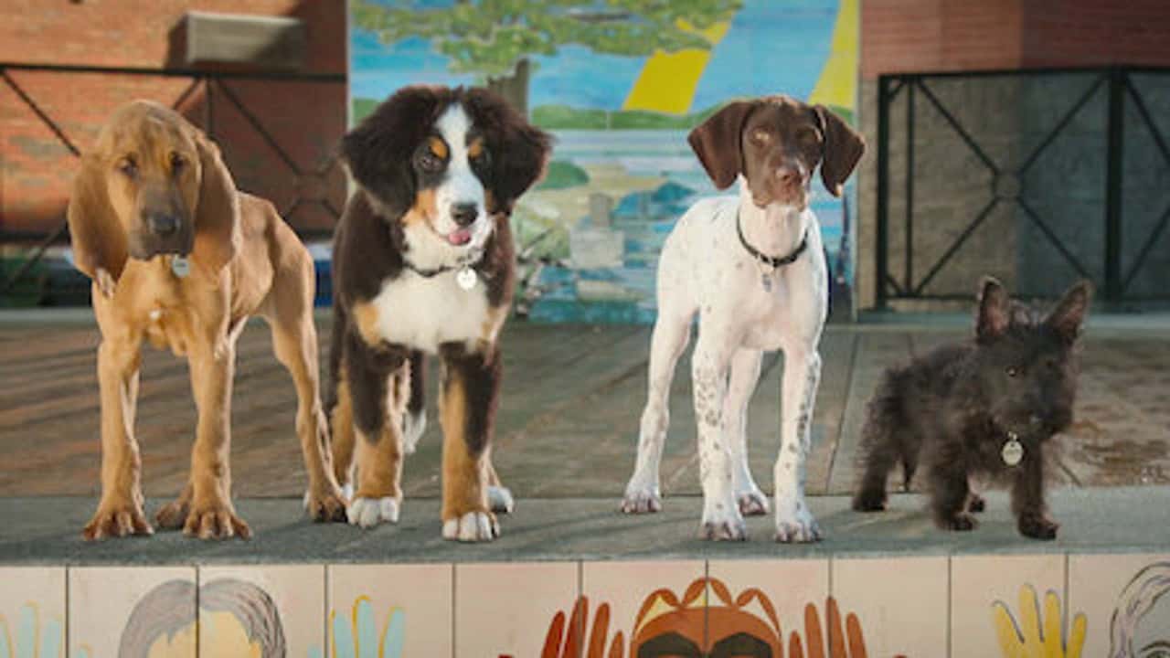Super PupZ 1. Sezon 1. Bölüm kapak