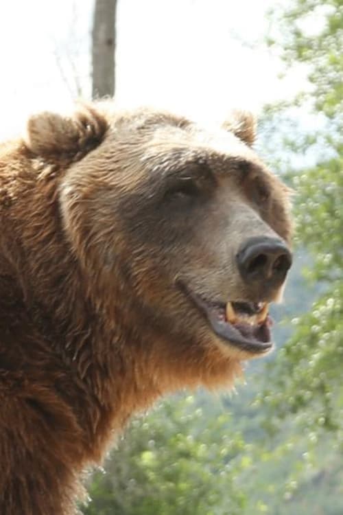 Bart the Bear filmleri